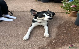 Mixed Breed dogs for sale: 9 month old pup for sale - Image 1