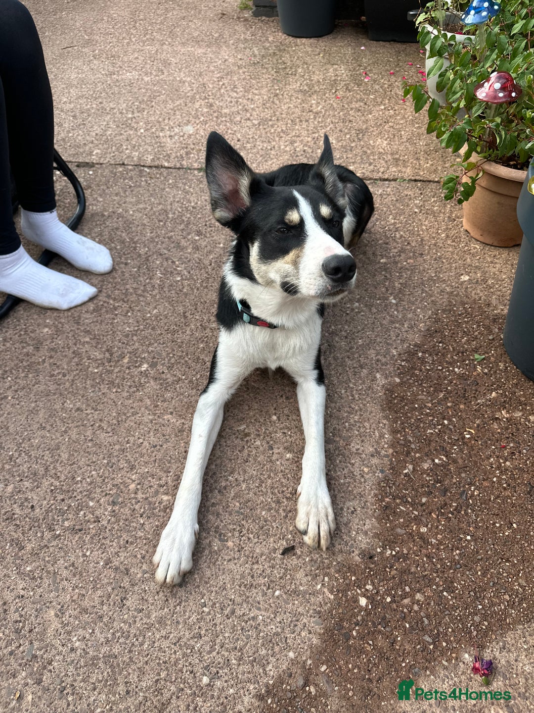 Mixed Breed dogs for sale: 9 month old pup for sale - Image 1
