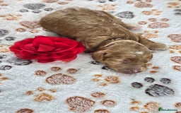 Cavapoo dogs for sale: Cavapoo F1B pups licensed Breeder/health tested  - Image 17