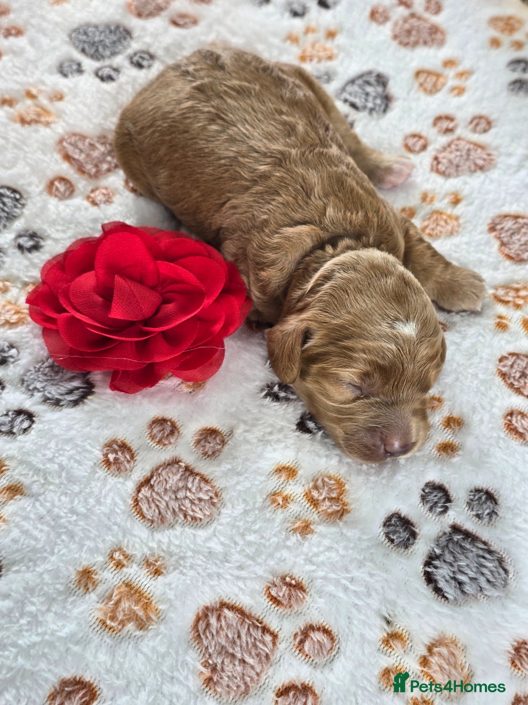 Cavapoo dogs for sale: Cavapoo F1B pups licensed Breeder/health tested  - Image 17