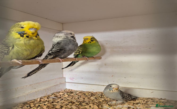 Budgerigars birds - Advert 14