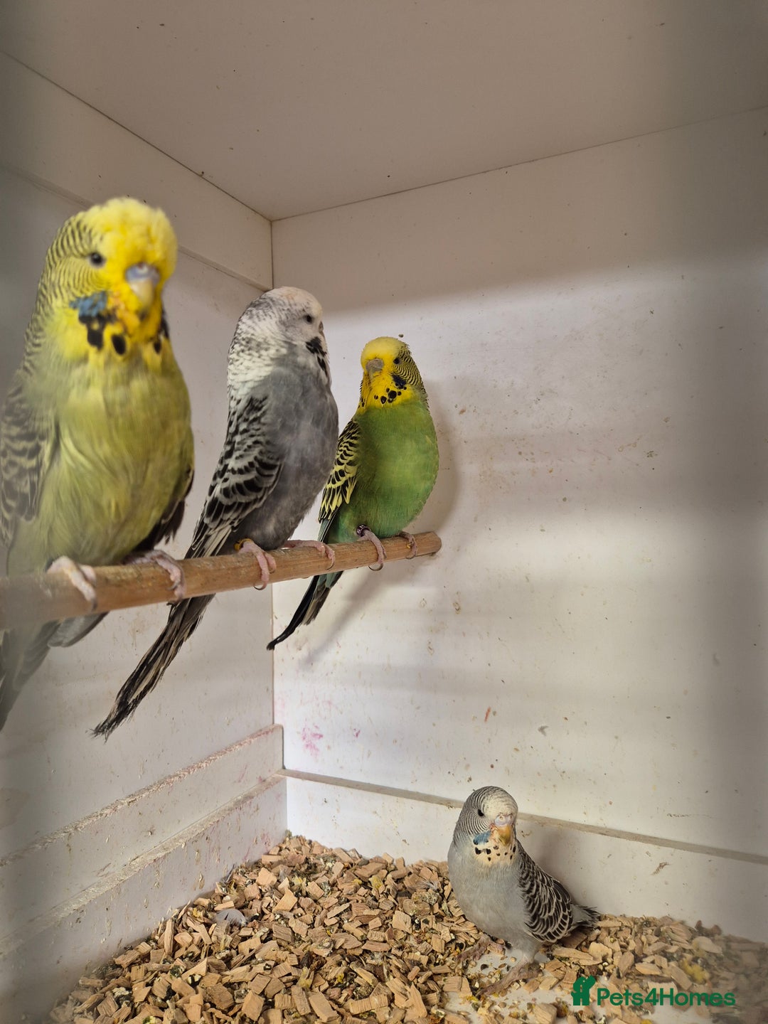 Budgerigars birds for sale: Hens 2025,2024,2023  - Image 1