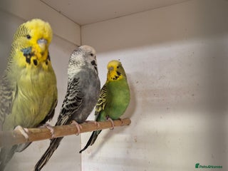 Budgerigars birds - Advert 20