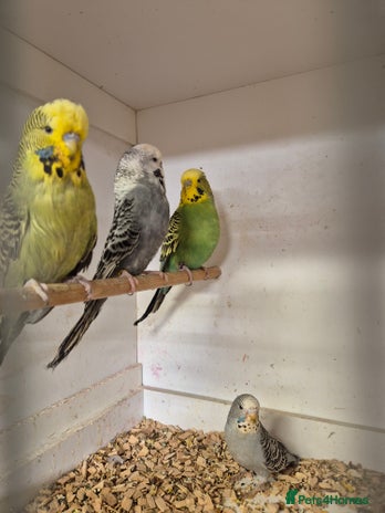 Budgerigars birds - Advert 10