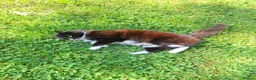 Mixed Breed cats for sale: Very affectionate black and white female cat. - Advert 3