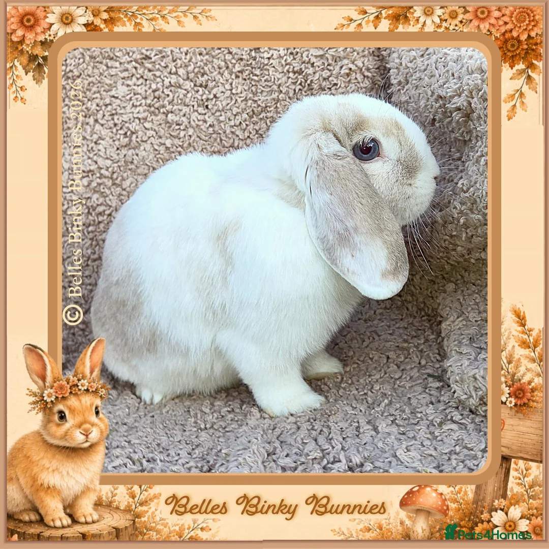 Mini Lop rabbits for sale: 🧡 Amber 🧡 3yr old girl mini lop 🧡 - Advert 7