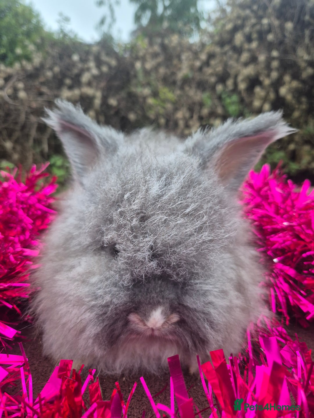 Angora rabbits for sale: 🧡 fulled faced imported parents 🇫🇷 bunnies 🧡 - Advert 12