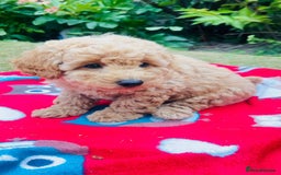 Labradoodle dogs for sale: Chunky Miniature Soft Curled Labradoodle Pups - Image 26