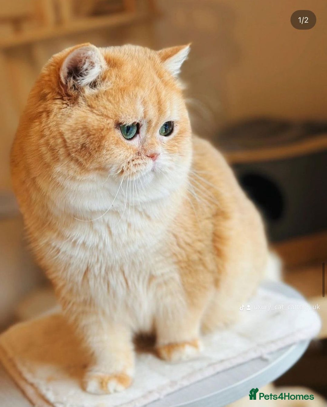 British Shorthair cats for sale: READY 2 Black Golden / Corin BSH boys - Advert 20