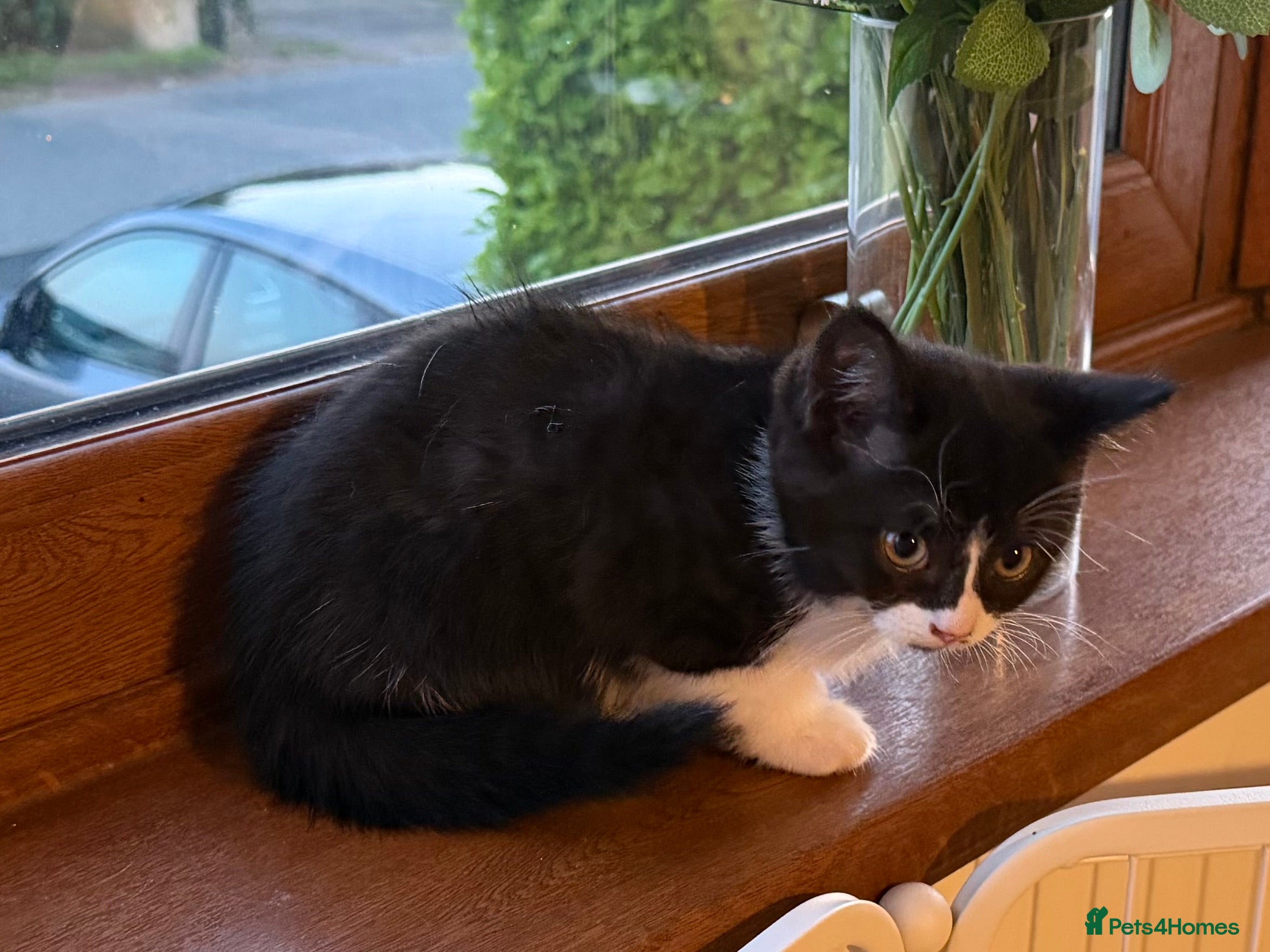 British Shorthair cats One Playful, litter trained BSH cross kitten  - Advert 16