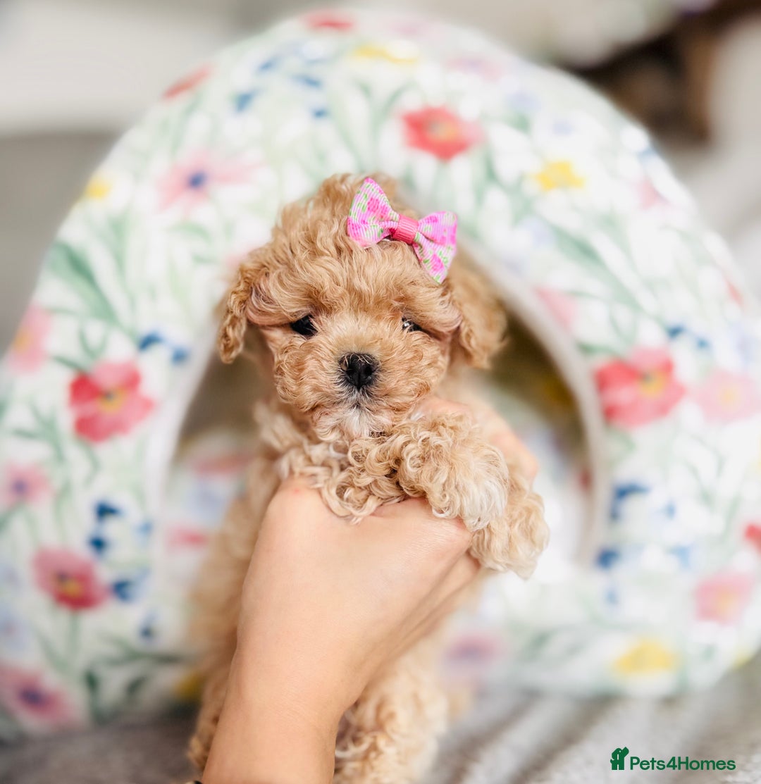 Maltipoo dogs for sale: ✨One in a Million Asian/Korean Maltipoo Girls✨ - Advert 18