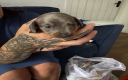 Miniature Dachshund dogs for sale: Miniature smooth haired dachshund  - Image 7