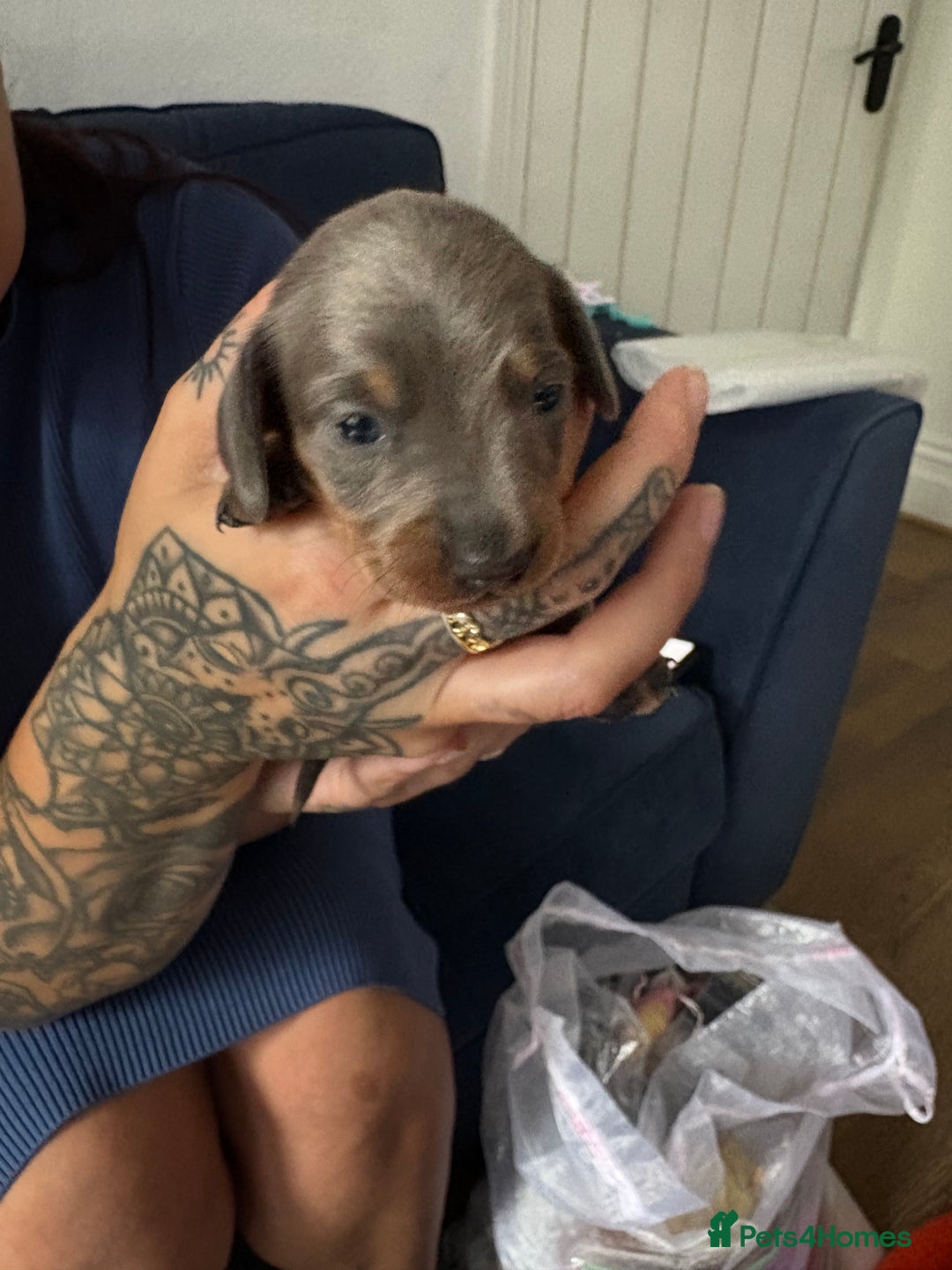Miniature Dachshund dogs for sale: Miniature smooth haired dachshund  - Image 7
