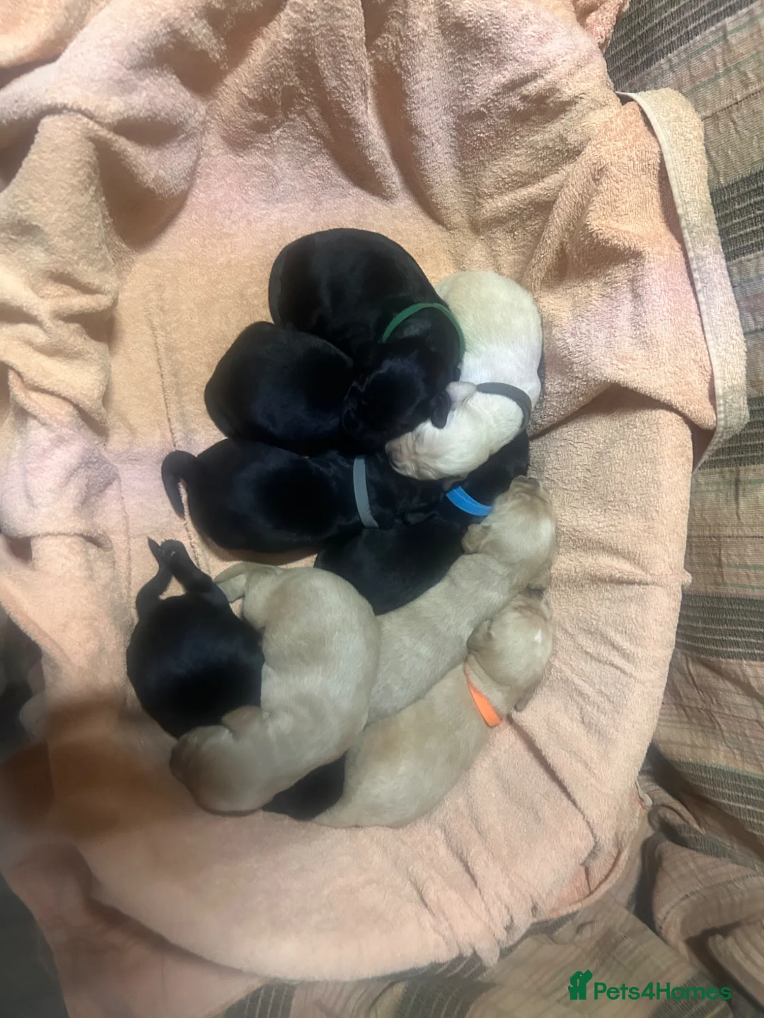 Cockerdor dogs for sale: Cockerdor puppy  - Advert 2
