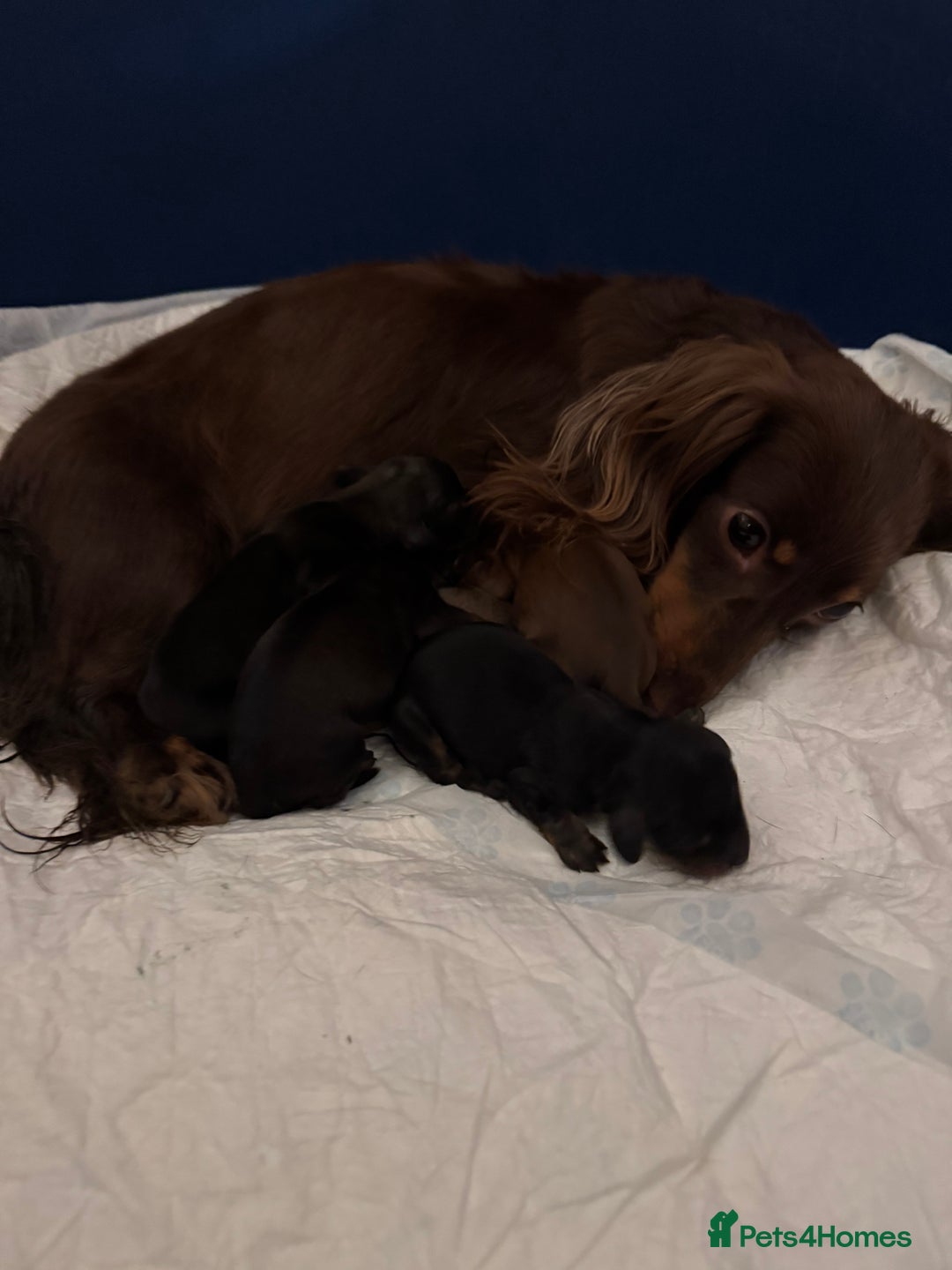 Miniature Dachshund dogs for sale: Dachshund puppies  - Image 3