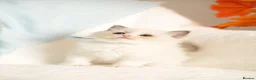 Ragdoll cats for sale: Elite TICA Kittens – Champion Bloodlines - Advert 27