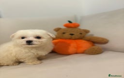 Maltipoo dogs for sale: Maltipoo girl puppy  - Image 3