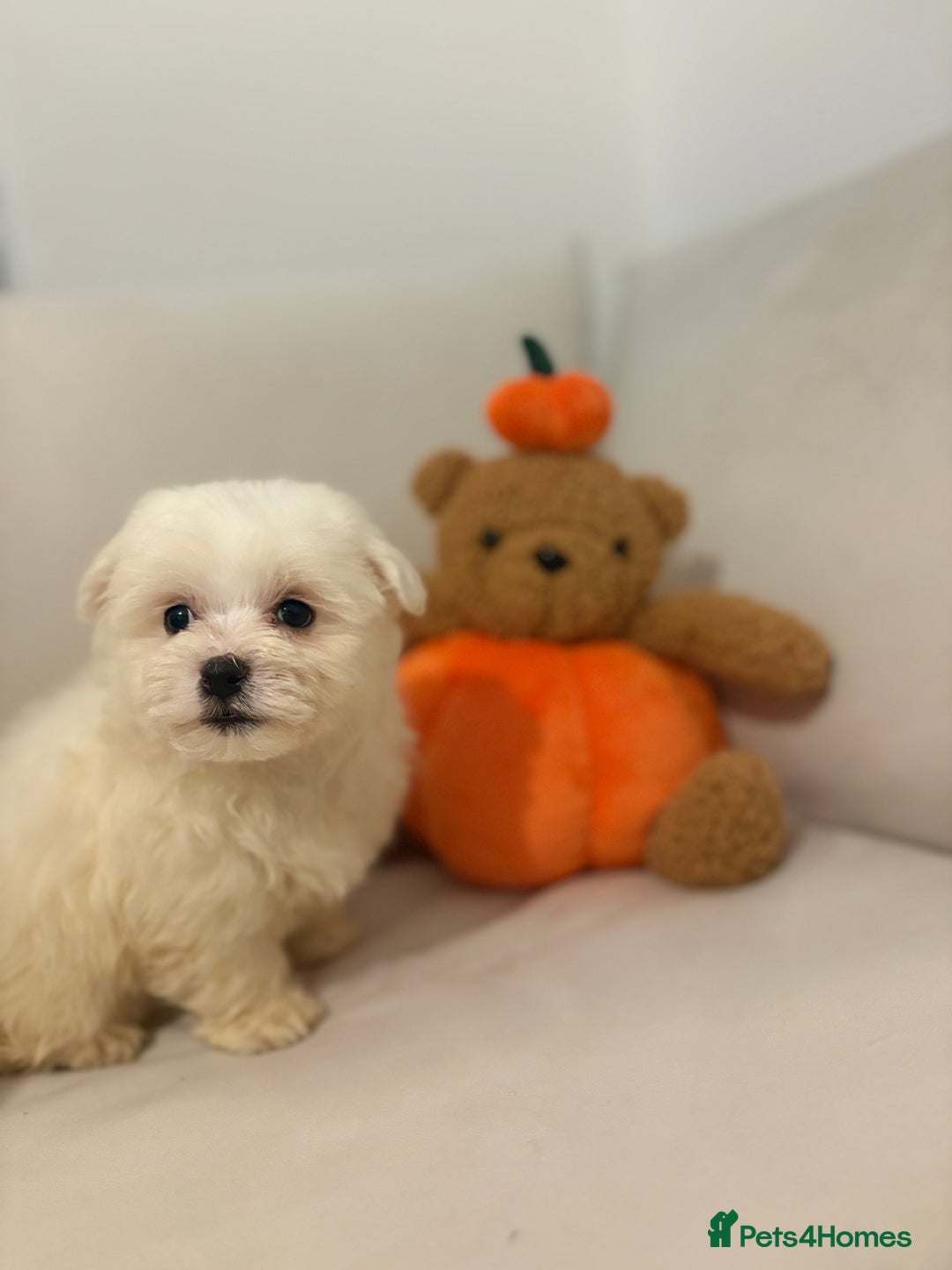 Maltipoo dogs for sale: Maltipoo girl puppy  - Image 3