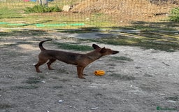 Miniature Pinscher dogs for sale: Pincher female  - Image 2