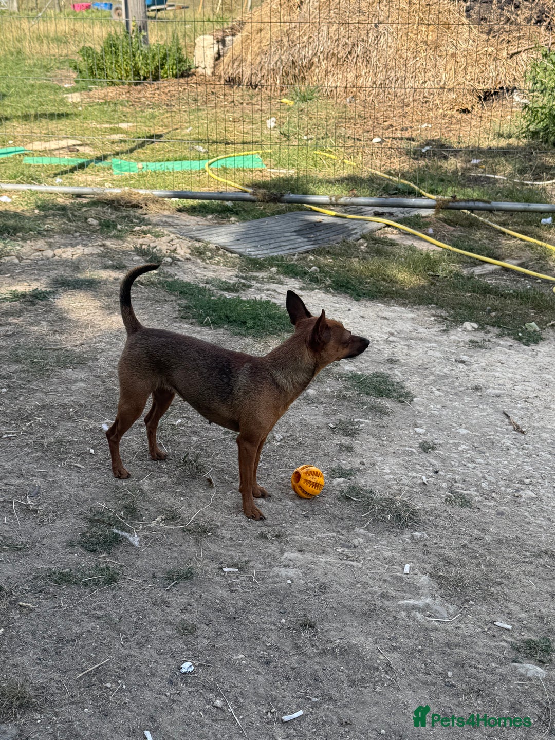 Miniature Pinscher dogs for sale: Pincher female  - Image 2