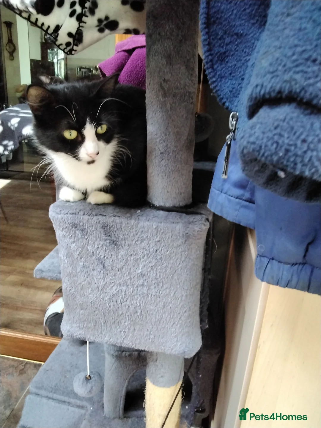 Mixed Breed cats for sale: 2 gorgeous playful kittens - Advert 2