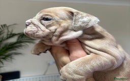 English Bulldog dogs for sale: Beautiful English Bulldog Puppies - Image 28