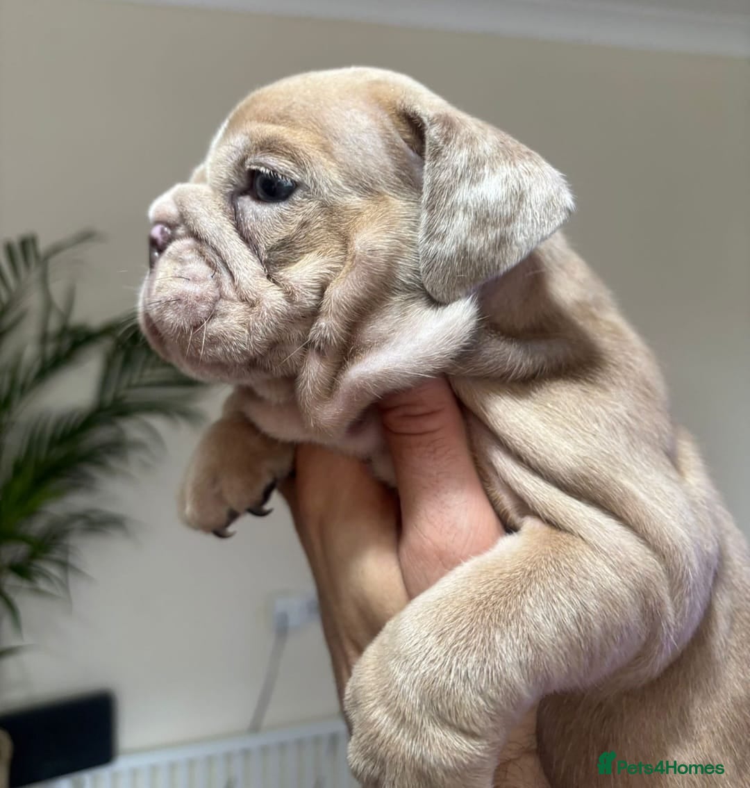 English Bulldog dogs for sale: Beautiful English Bulldog Puppies - Image 28