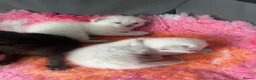 Mixed Breed cats for sale: 6 stunning kittens  - Advert 13