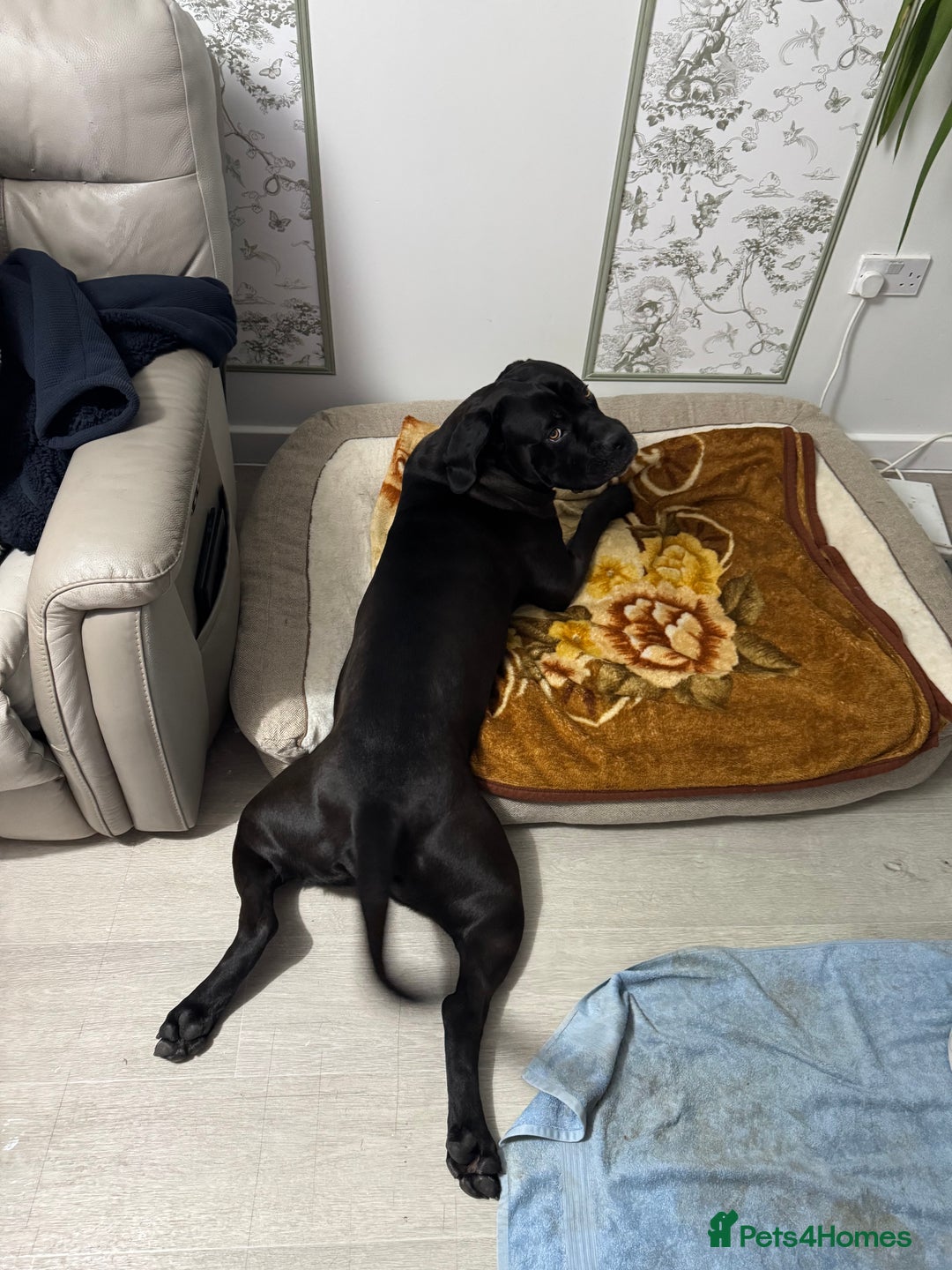 Cane Corso dogs for stud: Roger in Colchester - Advert 21