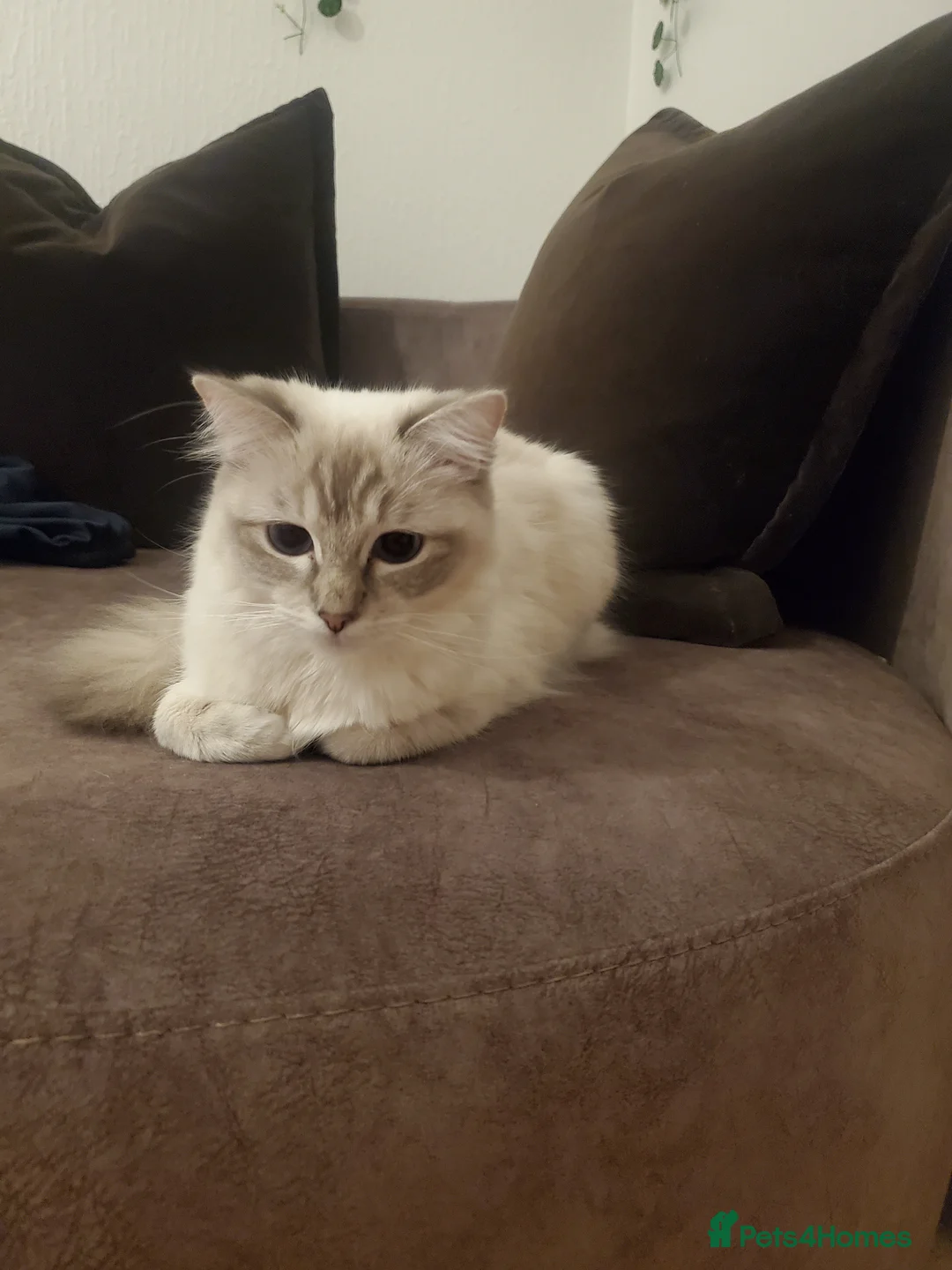 Ragdoll cats for sale: female Ragdoll cat,white fur and blue eyes - Advert 8