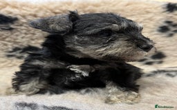 Miniature Schnauzer dogs for sale: Miniature schnauzers pups ready now ❤️ - Image 8