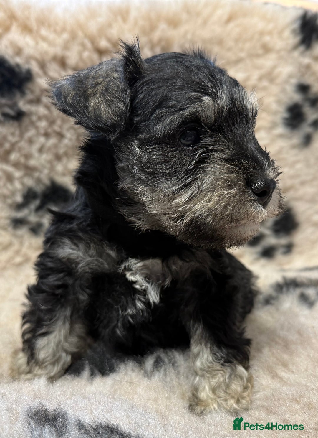 Miniature Schnauzer dogs for sale: Miniature schnauzers pups ready now ❤️ - Image 8
