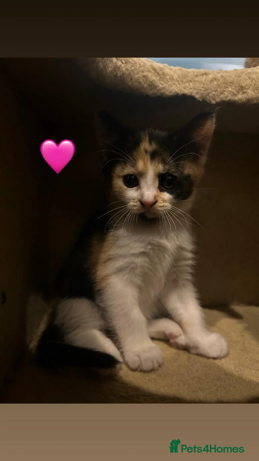 Mixed Breed cats for sale: Kittens  - Advert 2