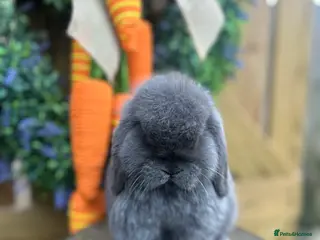 Mini Lop rabbits ⭐️ PUREBRED QUALITY MINI LOP BABIES ⭐️ - Advert 2