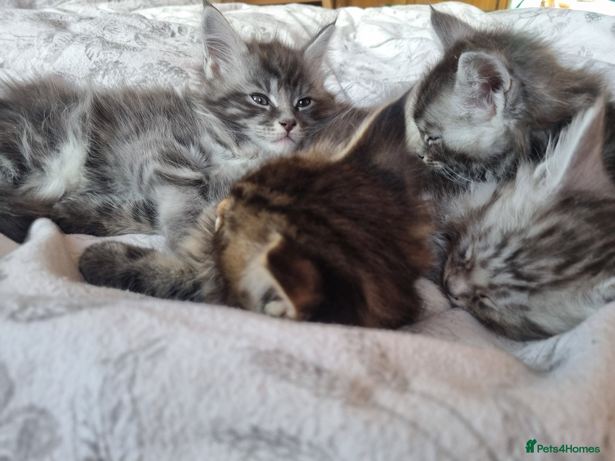Maine Coon cats Maine Coon Kittens  - Advert 2