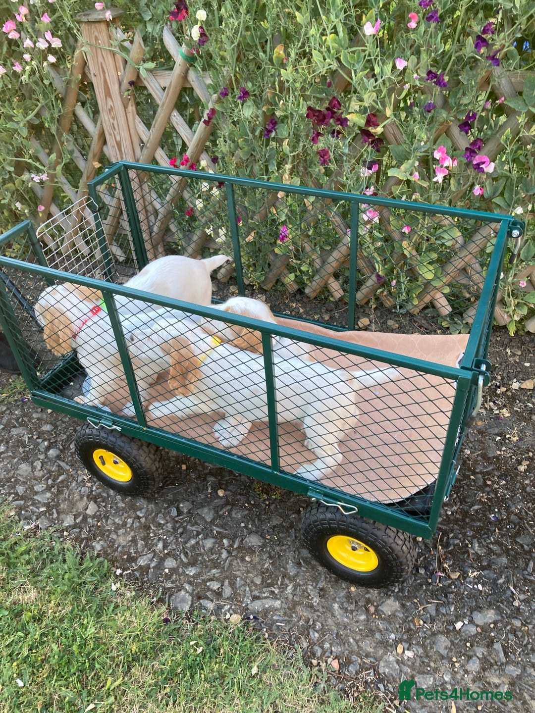 Cocker Spaniel dogs for sale: Cocker Spaniels, working type, KC reg, DNA clear - Image 10
