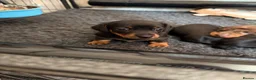 Miniature Dachshund dogs for sale: Stunning Miniature Dachshunds - Advert 13