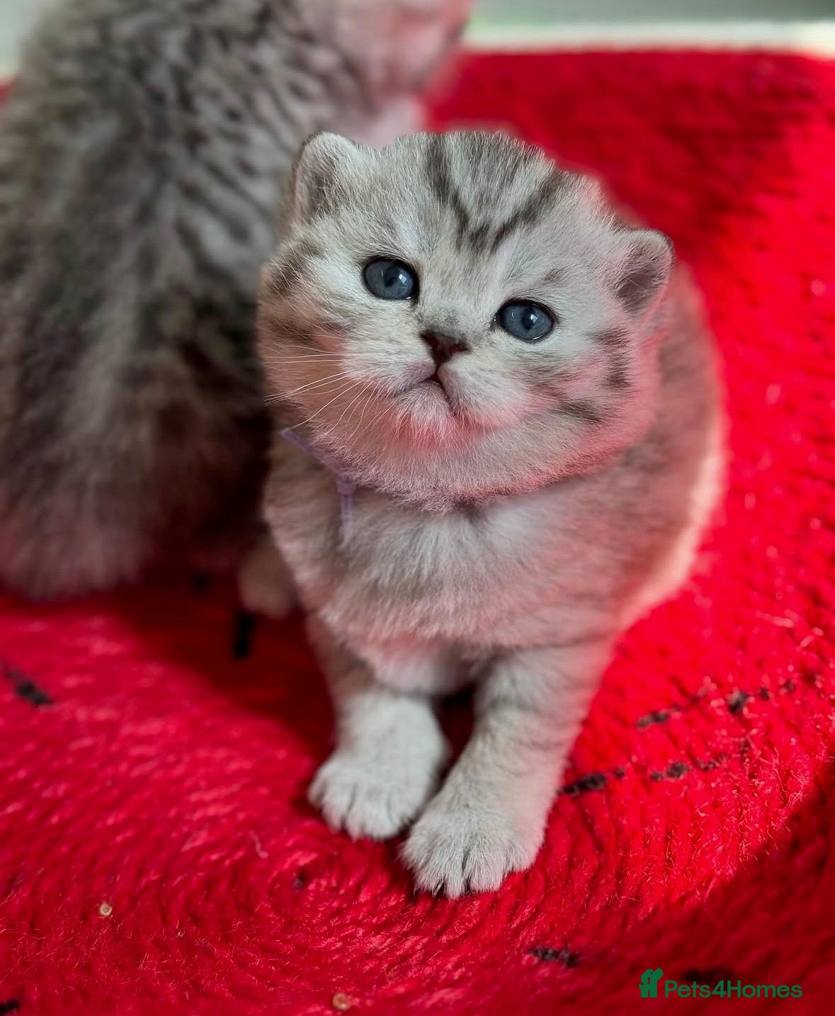 British Shorthair cats Stunning silver spotted British shorthair kittens - Advert 6