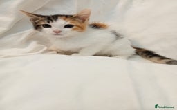 British Shorthair cats for sale: beautiful kittens available to pick up - Image 25
