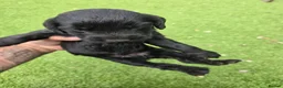 Cocker Spaniel dogs for sale: Stunning littler of working cocker spaniel puppies in Nottingham - Advert 9