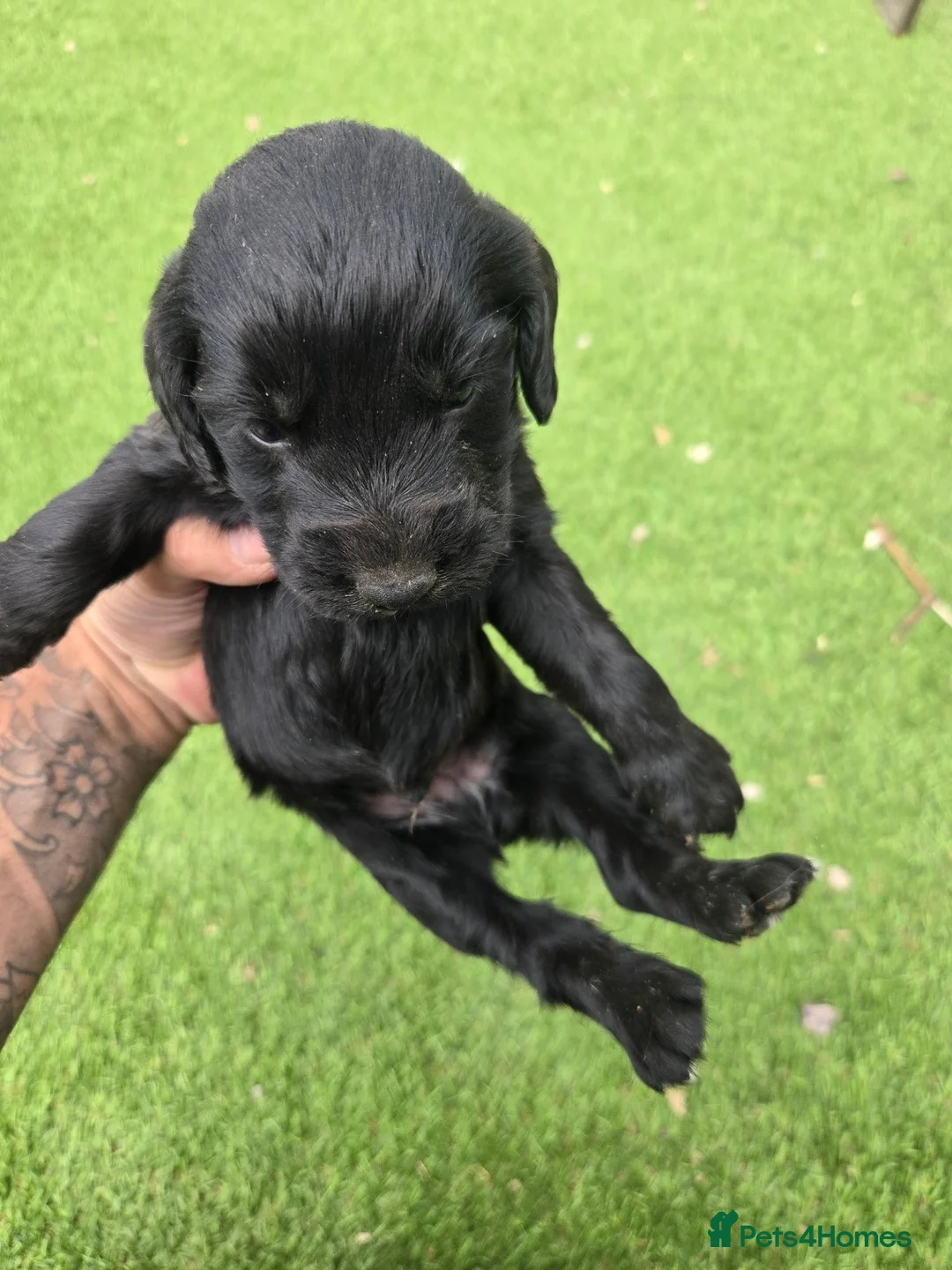 Cocker Spaniel dogs for sale: Stunning littler of working cocker spaniel puppies in Nottingham - Advert 9
