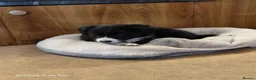Border Collie dogs for sale: 💜Lavender 💜 beautiful collie pup 🐶  - Advert 3