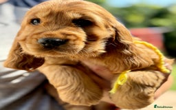 Cocker Spaniel dogs for sale: Exceptional Golden KC Show Cocker Spaniels in Chepstow - Image 19