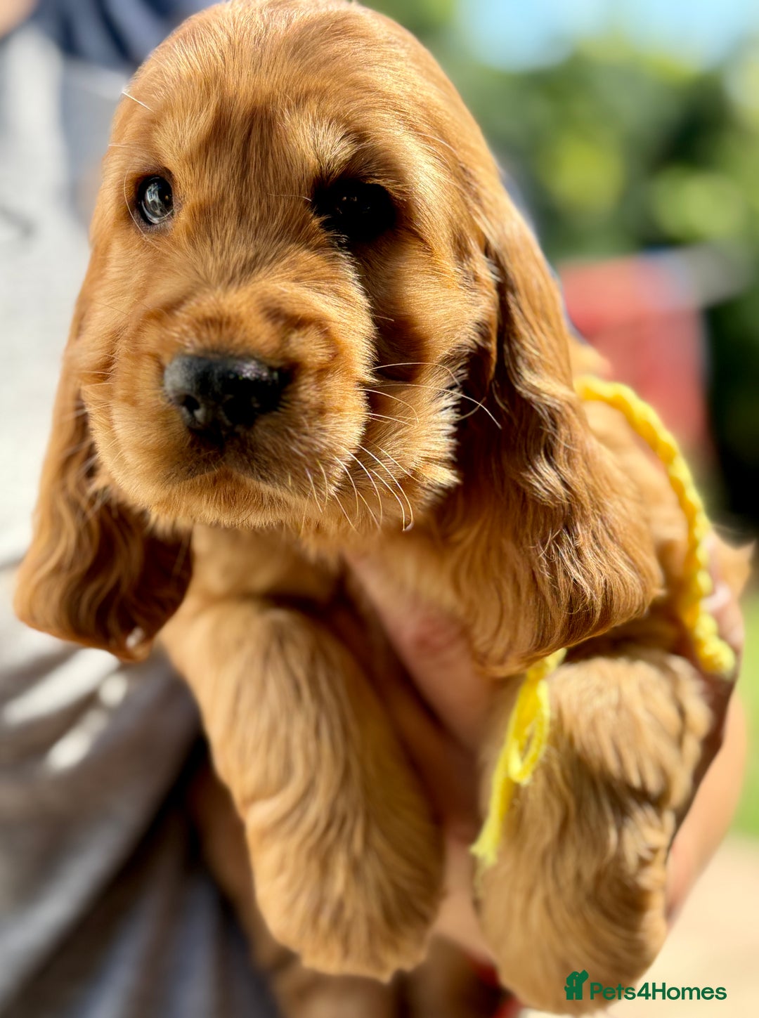 Cocker Spaniel dogs for sale: Exceptional Golden KC Show Cocker Spaniels in Chepstow - Image 19