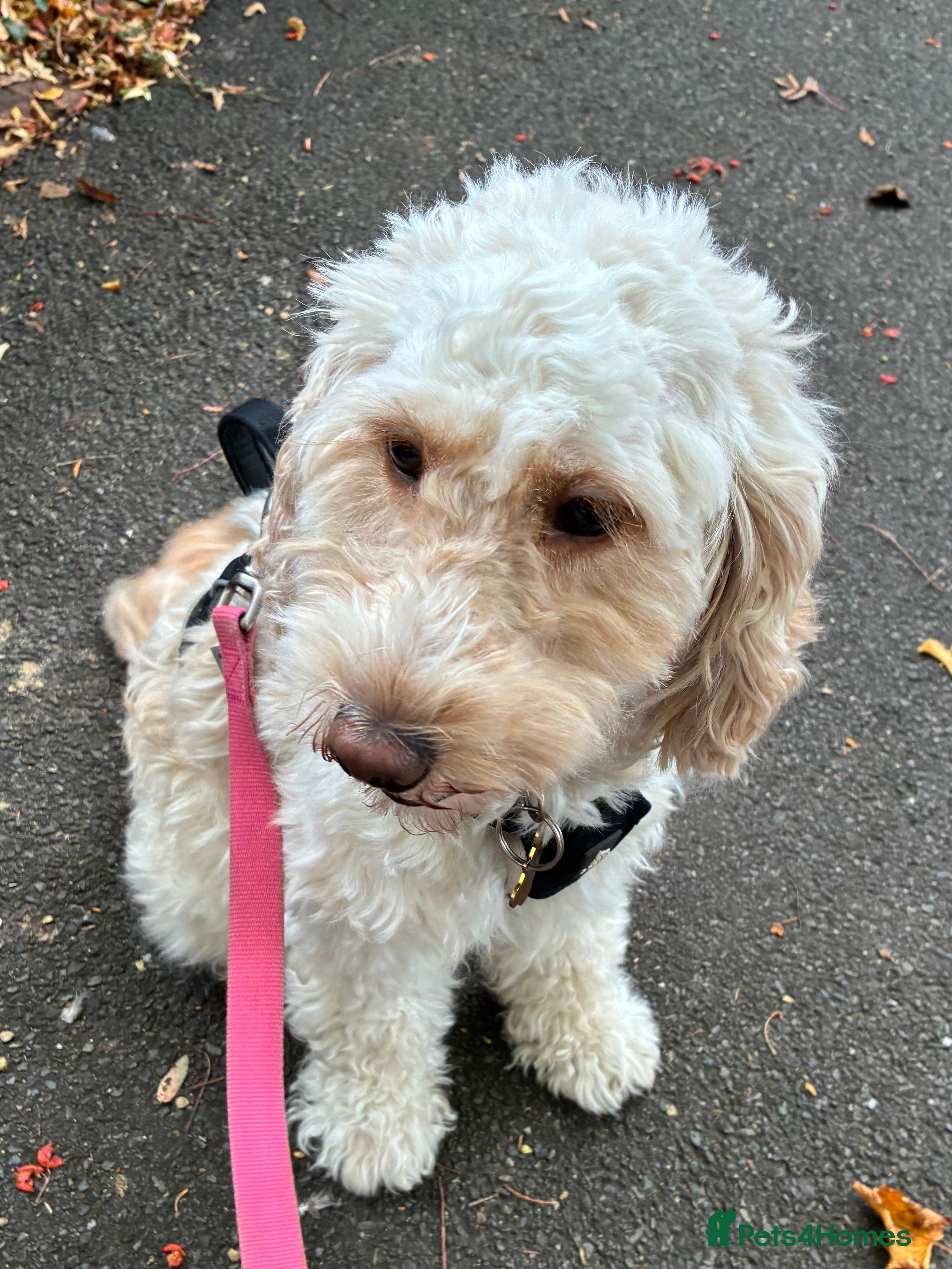 Cockapoo dogs 3yrs cockapoo in need of a new family to love her  - Advert 1