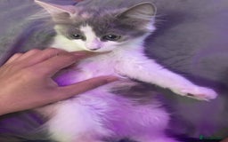 British Longhair cats for sale: Grey cute British Longhair male  - Image 6