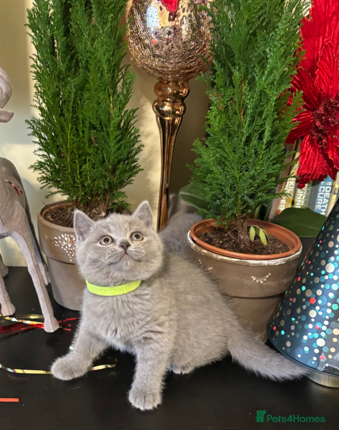 British Shorthair cats for sale: Full British shorthair kittens, London - Advert 14