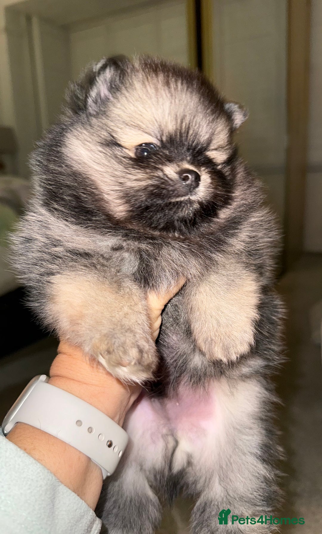 Pomeranian dogs for sale: Pomeranian puppies for sale - Advert 13