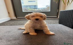 Cockapoo dogs for sale: 🐶✨ Adorable Cockapoos! ✨🐶 - Image 2
