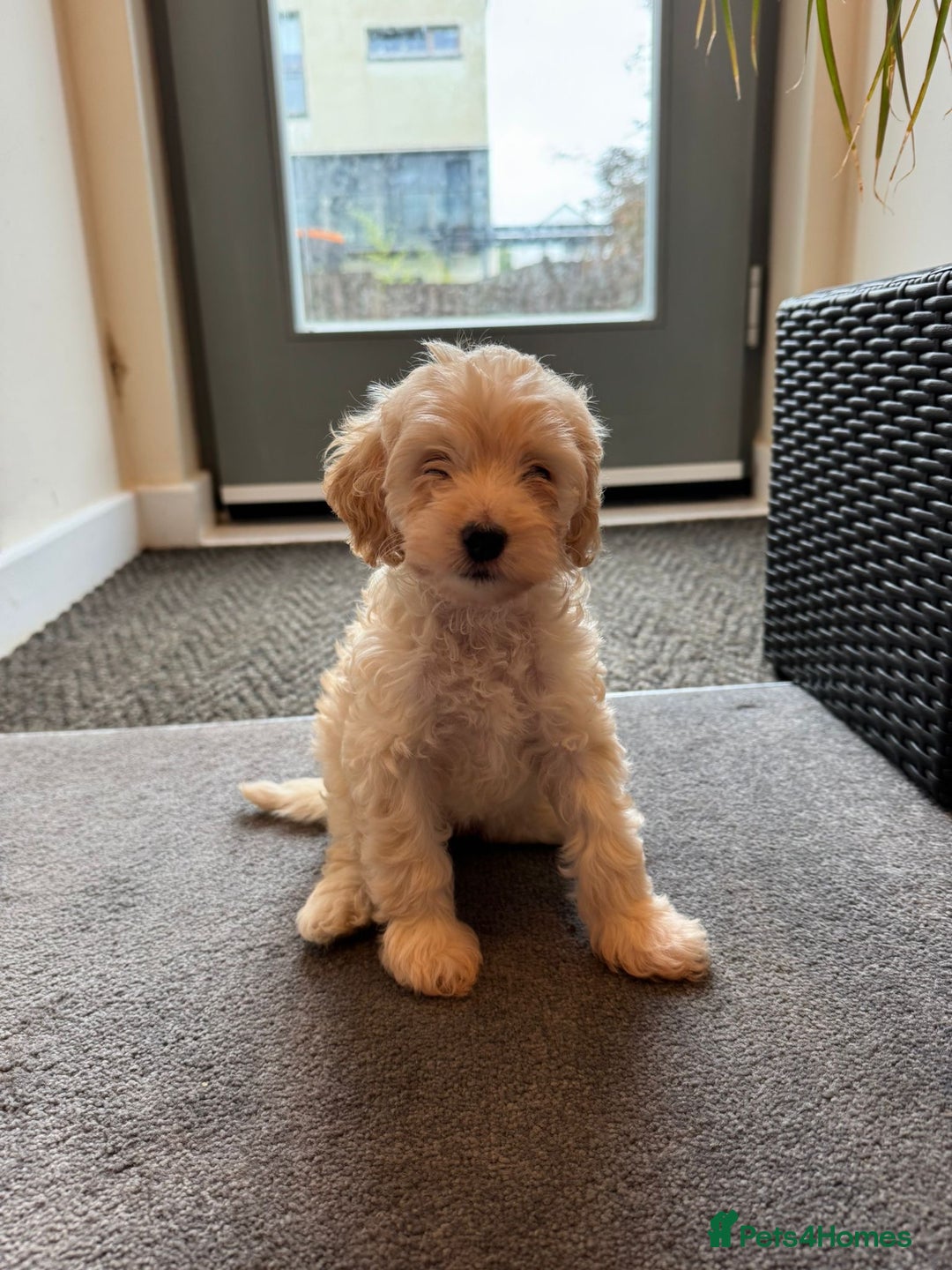 Cockapoo dogs for sale: 🐶✨ Adorable Cockapoos! ✨🐶 - Image 2